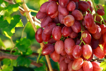 Fototapeta premium bunch of ripe grapes
