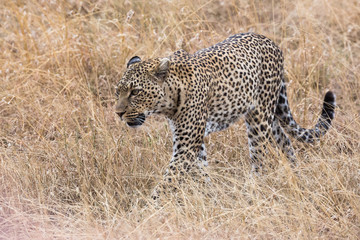 Leopard (Panthera pardus) 