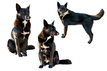 The set of a black mongrel dog in different poses isolated on a white background
