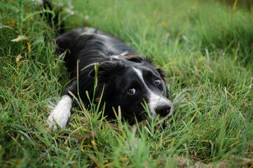 Outdoors Portrait of Happy Black and White Dog Hidden in the Green Grass in the Backyard During Summer Day.