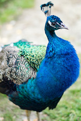 Majestic Peacock
