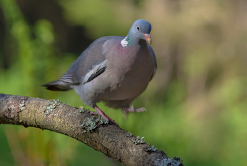Common wood pigeon walking and balancing on a lichen branch with lifted leg