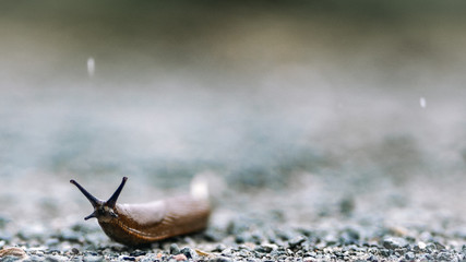 Slug on the Road