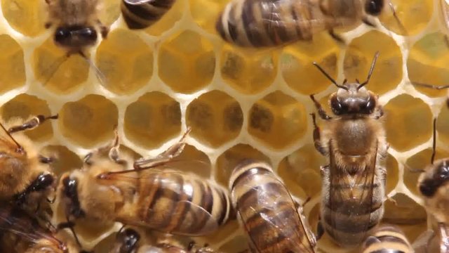 Building instinct bees.