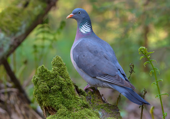 Common wood pigeon gracefully stand on an aged mossy stump in sweet lighten fern forest © NickVorobey.com