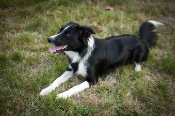 Fototapeta premium Cute Big Dog Lying on Ground with Tongue Hanging Out During Hot Summer Day.