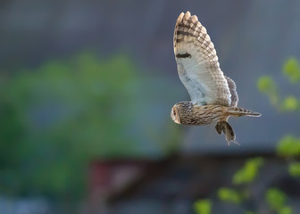 Long-eared owl flies with captured vole in claws at the sunset 