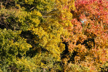 Herbststimmung in Japans Bergen