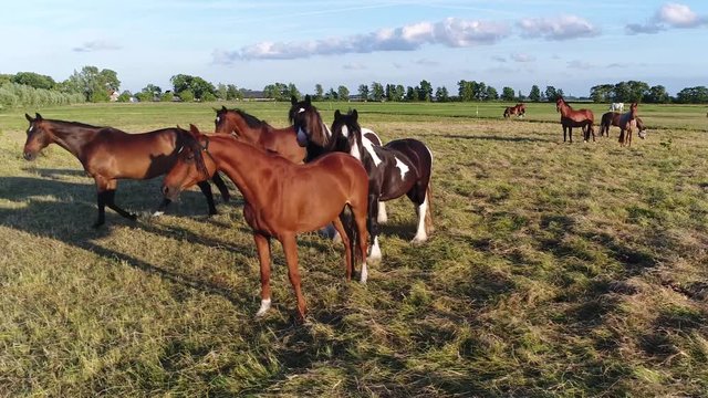 Low altitude aerial footage of group of curious well trained horses looking at drone camera grass meadow with brown horses of different breeds beautiful blue sky background 4k high resolution