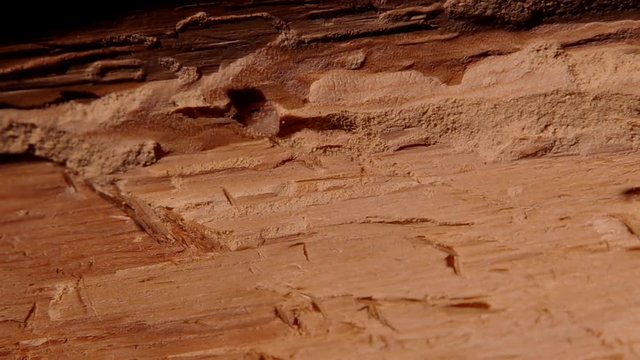 Larve of Hylotrupes bajulus in an old wooden prism

