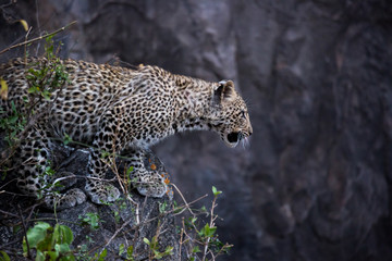 Junger Leopard - Serengeti - Tansania