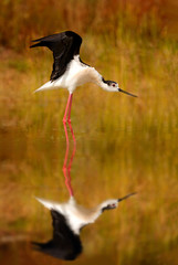 Big stork flying over a lake