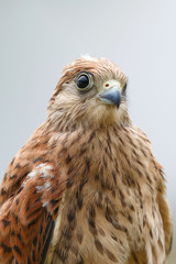 Portrait of a young kestrel