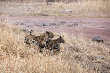 Leopard (Panthera pardus) 