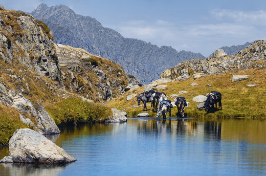 eco-friendly tour with horses in the mountains of Maritime Alps National Park (Lake of Vej del Bouc, Italy)