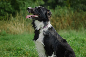 Side View of Black and White Dog Sitting on the Green Grass During Summer Day.