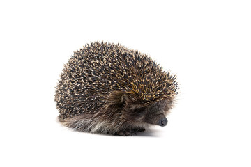 small hedgehog isolated on white background