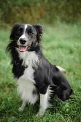 Front View of Cute Black and White Dog Sitting on the Green Grass During Summer Day.