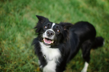 Closeup Portrait of Active Black and White Dog on Green Grass Background with Opened Jaws During Hot Summer Day.
