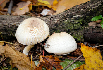 Pilz, Pilze am Waldboden