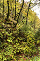 Bosque de hayas con helechos y árboles caídos en otoño