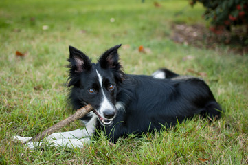 Cute Black and White Dog Playing with Stick on the Field During Sunny Hot Summer Day Outdoors.
