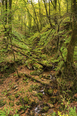Pequeño arroyo fluyendo a través de un hayedo
