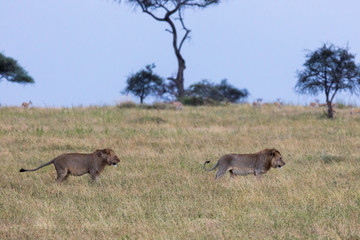 Löwe - Panthera leo