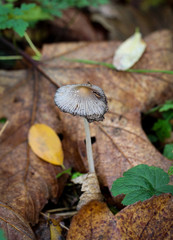 Pilz, Pilze am Waldboden