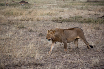 Löwe - Panthera leo
