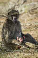 Chacma baboon in Kruger National park, South Africa