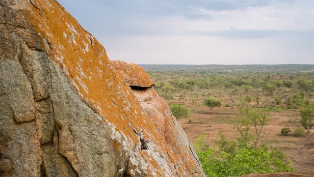 A linear and pan timelapse of granitic rock boulders against a bushveld landscape at the start of summer(lush green leaves and dry landscape). 