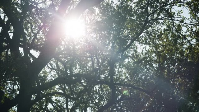 A static timelapse of the sun rays peaking through the fresh green leaves of a Leadwood tree in the South African bush in the Sabi Sands game reserve. 