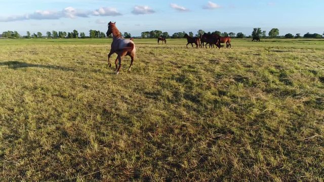 Low altitude aerial footage of group of curious well trained horse looking at drone camera and then running away grass meadow with brown horses of different breeds summer evening blue sky background