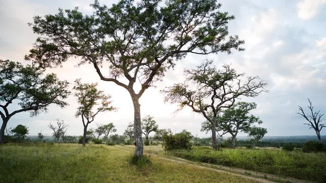 A linear early morning timelapse of a lush green landscape of Marula trees in a game reserve setting with a road running past and clouds moving across. 