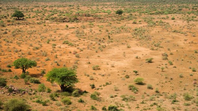 A static timelapse shooting down on a barren bushveld landscape during a drought with scattered Baobabs and a few green shrubs, midday. 