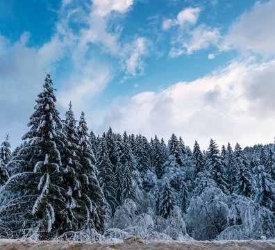 snow covered spruce forest in winter. amazing nature scenery with gorgeous afternoon sky