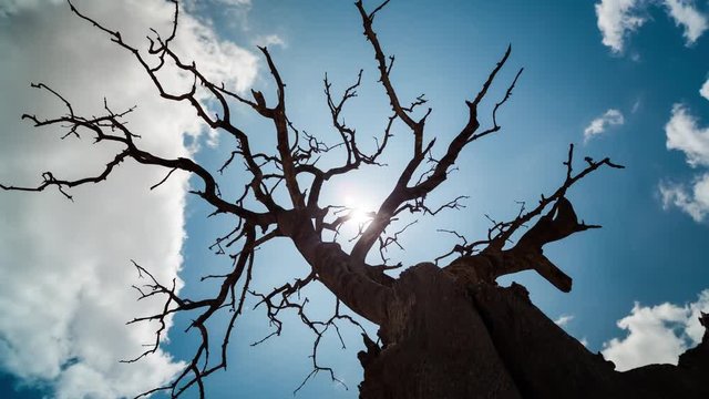 A linear and pan timelapse shooting up against a dry, dead tree with abstract branches twisting against a blue sky as the sun (flare) and clouds move through. 