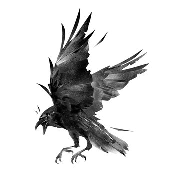 drawing flying bird crow on a white background
