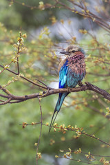 Lilac breasted roller in Kruger National park, South Africa