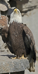 Stellers sea eagle. Latin name - Haliaeetus pelagicus
