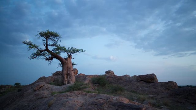A linear day to night timelapse on a rocky hill with a majestic Baobab tree silhouetted against the Milky Way night sky, Botswana, Mashatu. 