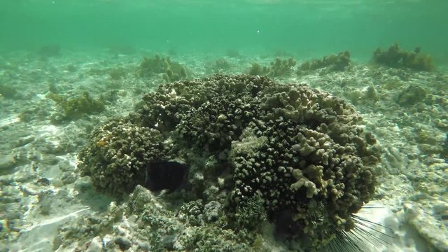 Go Pro point of view of coral/reef/tropical fish in the Seychelles islands while snorkelling in the ocean. POV. 