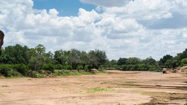 A slow tilt up timelapse of a dry river bed with large trees and green vegetation at the start of summer with large cumulous clouds forming. 