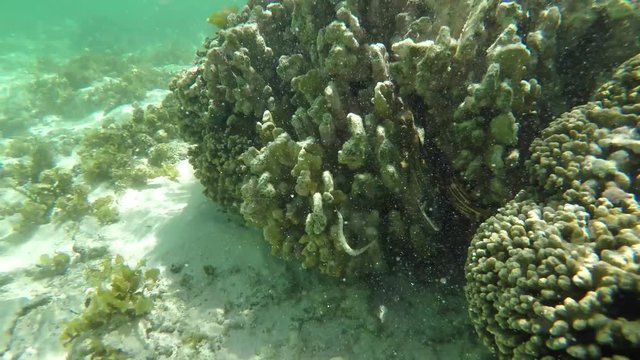 Go Pro point of view of coral/reef/tropical fish  in the Seychelles islands while snorkelling in the ocean with a seahorse feeding. POV. 