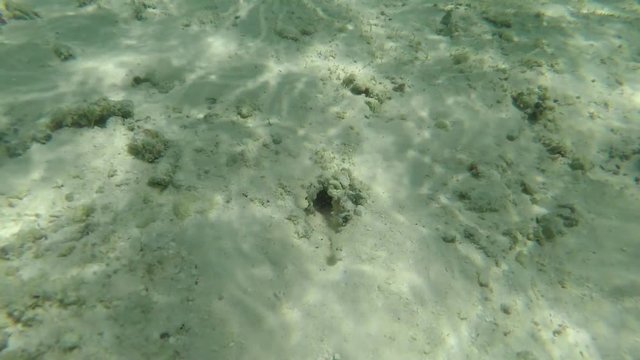 Go Pro point of view of a jawfish ñguardingî an underwater burrow with a langoustine/lobster pushing out sand from the burrow. POV.  3 of 4