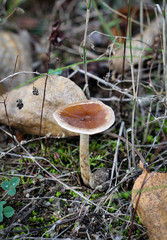 Pilz, Pilze am Waldboden
