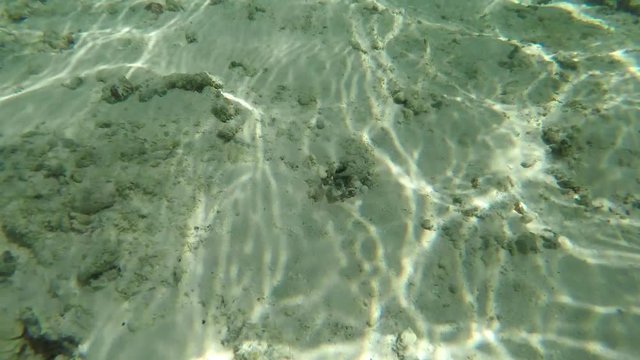 Go Pro point of view of a jawfish ñguardingî an underwater burrow with a langoustine/lobster pushing out sand from the burrow. POV.  2 of 4