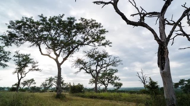 A linear early morning timelapse of a lush green landscape of Marula trees in a game reserve setting with a road running past and clouds moving across. 