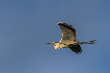 grey heron in flight
